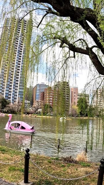 Friends paddle a pink swan shaped boat across Shinobazu Pond in Ueno Park Tokyo, during peak cherry blossom season earlier this year.