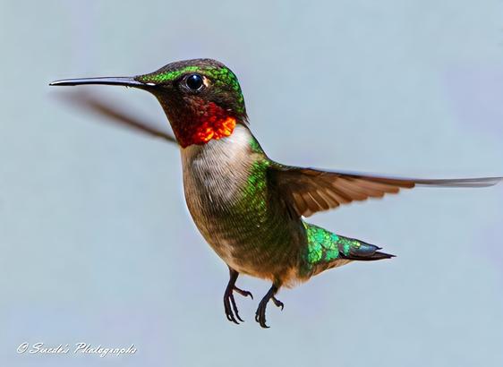 Suspended in Time

"This image captures a ruby-throated hummingbird (Archilochus colubris) suspended in mid-air, frozen in a breathtaking moment of flight. Its iridescent green feathers shimmer with metallic brilliance, contrasting against the deep ruby red of its throat—a signature trait of the species. The wings blur into soft arcs, their frantic motion hinting at the bird’s astonishing speed. Despite the rapid wingbeats, its body remains sharply focused, poised and deliberate as it hovers. A pale blue backdrop accentuates the hummingbird’s vivid hues, making it stand out like a living jewel. Every delicate detail, from its needle-like beak to its dark, intent gaze, embodies the energy and grace of one of nature’s smallest aerial acrobats." - Copilot