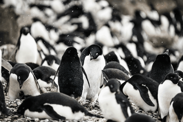 A group of penguins.