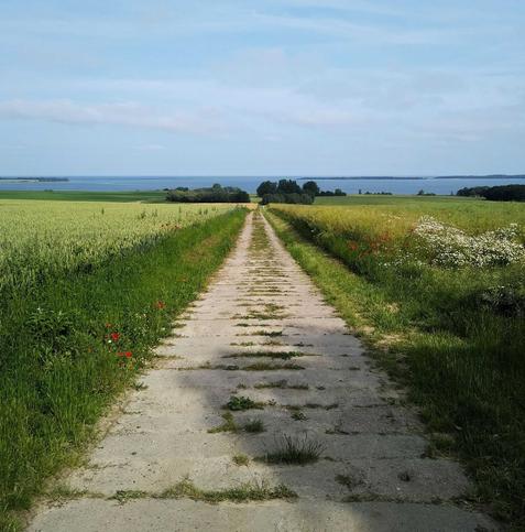 Ein Plattenweg führt gerade auf die nur als schmaler Streifen sichtbare Ostsee zu, rechts und links Getreidefelder, vor dem Wasser Gebüsch, am Himmel Schlieren.