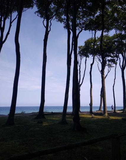 Im Geisterwald von Nienhagen: Blick hindurch die Bäume auf die blaue Ostsee, oben die Kronen der Bäume, am Himmel einige Schlieren.