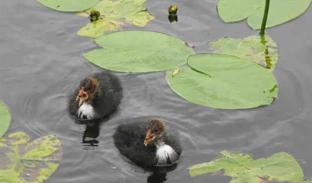 Two extremely fluffy coot chicks, they are mostly grey fluff, with some white fluff on their chests, and yellow/red/white/black beaks and yellow/one head fluff highlights.  They're VERY cute.  They're swimming in a pond around lily pads.