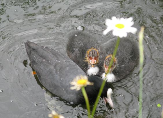 The same two coots as in the previous pic, together with one of their parents, partially obscured by a flower stem.