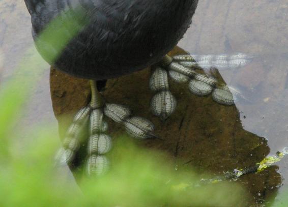 A zoom on coot parent feet,  which are underwater here and standing on a decking;  they're white with black stripes and have quite a lot of area when standing on them.