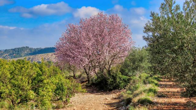 La imatge mostra un camí de terra que serpenteja per un paisatge mediterrani. Un ametller de flor rosa plena domina el centre de l'escena, envoltat d'arbustos verds i oliveres. Al fons es poden veure turons amb vegetació més seca. El cel és blau i en part ennuvolat, cosa que suggereix un dia assolellat i semblant a la primavera. L'escena transmet una sensació de tranquil·litat i bellesa natural