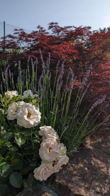 blühende weise Rosen, dahinter Lavendel und ein roter Fächerahorn