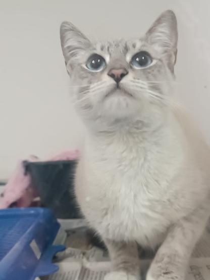 Foto colorida de uma gata cinza clara rajadinha de olhos azuis olhando pro alto com olhar atento.