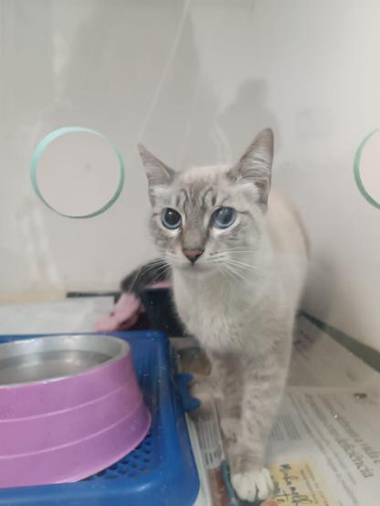 Foto colorida de uma gata cinza clara rajadinha de olhos azuis olhando pra câmera  de dentro de um gatil de vidro.