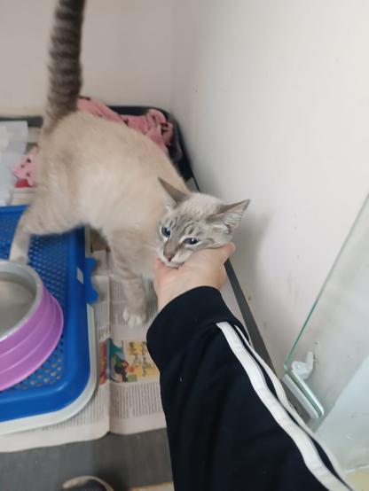 Foto colorida de uma gata cinza clara rajadinha de olhos azuis recebendo carinho no pescoço.