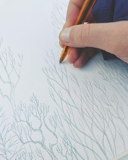 Sketch of a forest in Bic pen