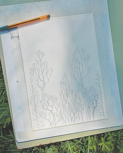 Sketch of a forest in Bic pen