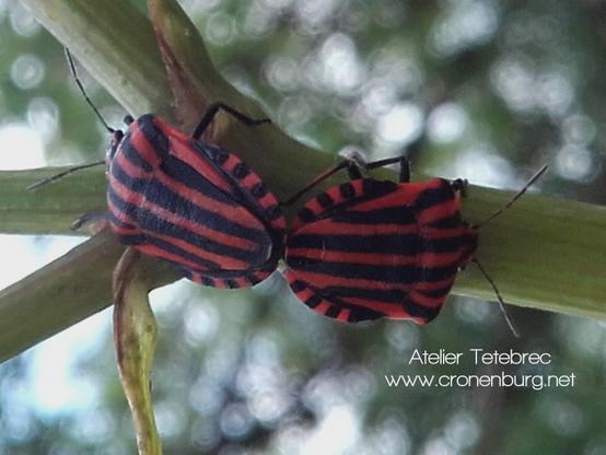 Two beautifully red and black striped bugs mating. They are connected at the tip of their posterior, the bugs looking in opposite directions.