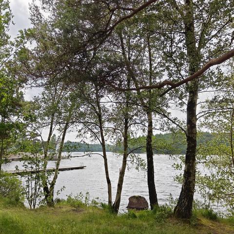 A grey lake with a grey sky. To the left is a jetty, and in front of the lake is grass and three birches. On the other side of the lake there is forest