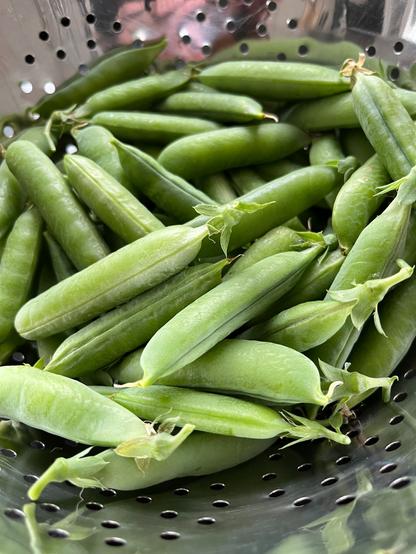 Doperwten uit de moestuin