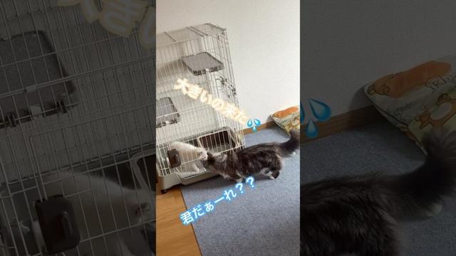 家族になって1日目💓‪ ‪ #ラグドール #ラグドール子猫 #猫のいる暮らし #animals #cat #shortvideo #ねこ #baby #子猫 #短足リオン #ragdoll