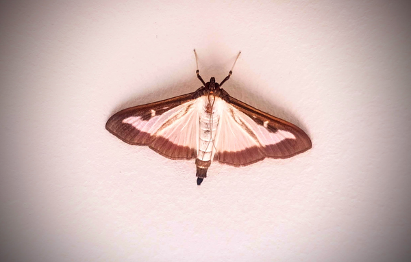 Ein Buchsbaumzünsler (weißer bis cremefarbener Falter mit dunklen Flügelrändern) sitzt auf einer weißen Wand...