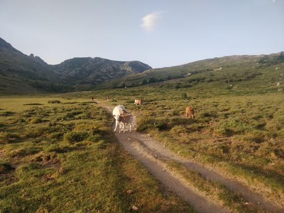 Photo d'un veau et de vaches dans une prairie au lever du soleil