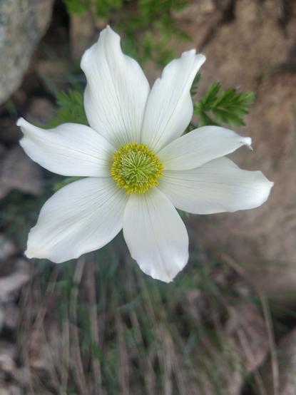 Photo d'une fleur avec des pétales blanc et des pistils jaunes