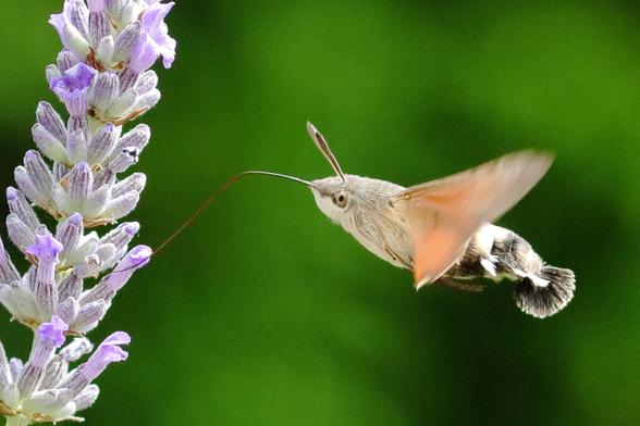 Moro-Sphinx 
Macroglossum stellatarum