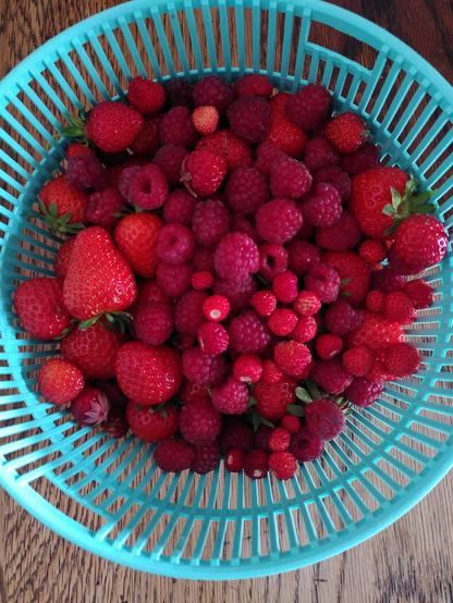 In einem türkisfarbenen Sieb tummeln sich gerade im Garten geerntete rosarote Himbeeren, knallrote Erdbeeren und fingernagelgroße Walderdbeeren.