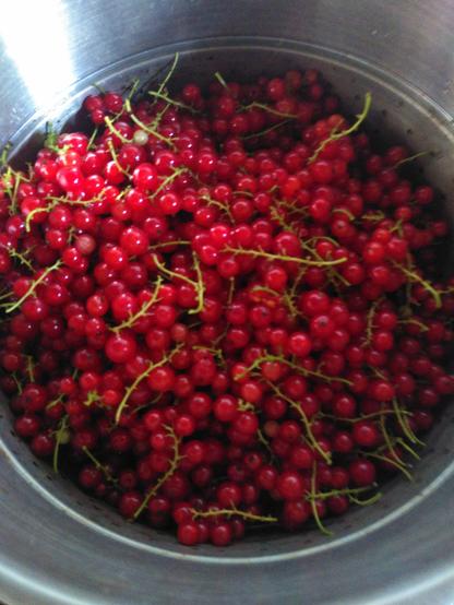 Rote Johannisbeeren in einem Entsaftertopf. Die meisten der Beeren hängen noch an den hellgrünen Rispen.