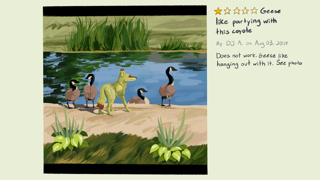 A product review of a coyote decoy. The user has given it 1 out of 5 stars, and the review is title "Geese like partying with this coyote". The review reads "Does not work. Geese like hanging out with it. See photo"