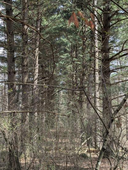 A picture in the woods during the day with the sun high. Two rows of pine trees form a sort of corridor from the edges of the frame to the center. The view is mildly overlayed with some thin branches in the way from the baby trees I was next to. The air smells fresh, and very much like pine. It's not too humid, and not too chilly. The birds were much more quiet in this part of the woods giving it a tranquil and serene feeling. Of course, birds would know where the fae live and avoid those areas too.