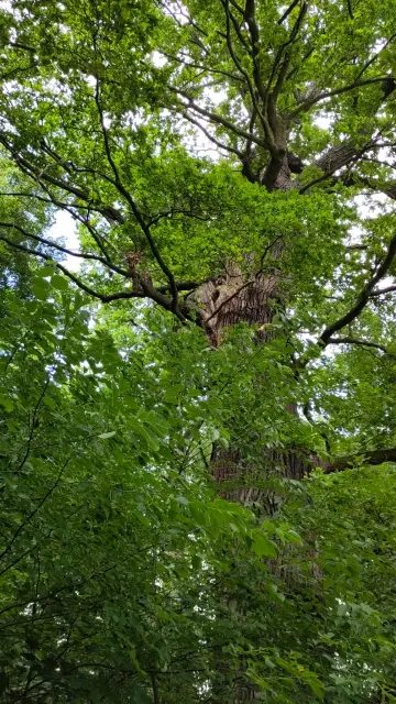 Old oak with racoon