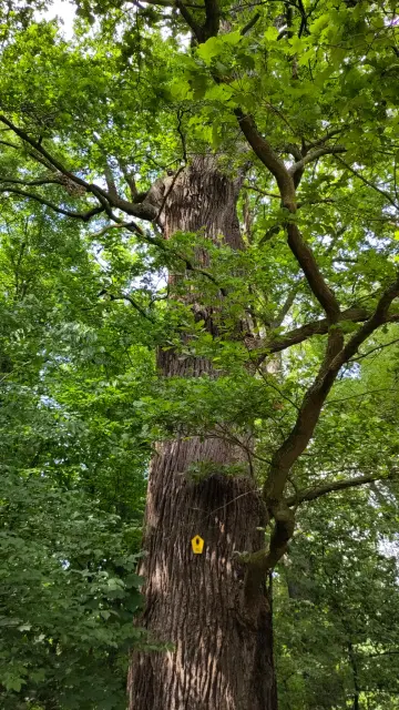 Old oak with racoon