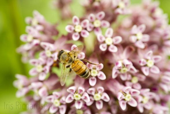 Honeybee on pink milkweed macro photograph