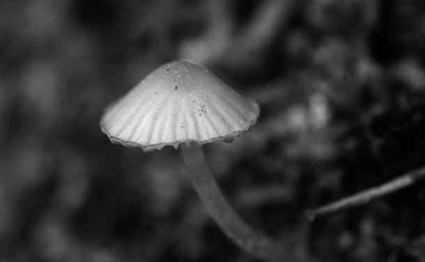 Macro photograph in black and white of a small mushroom with an undulated hat. Some moss is blurred behind.