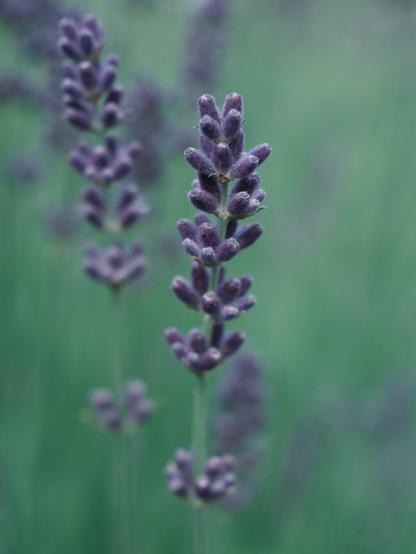Close-up of a lavender flower spike with soft purple buds, set against a blurred green background of additional lavender stems. The image highlights the velvety texture and calming hue of the flower.