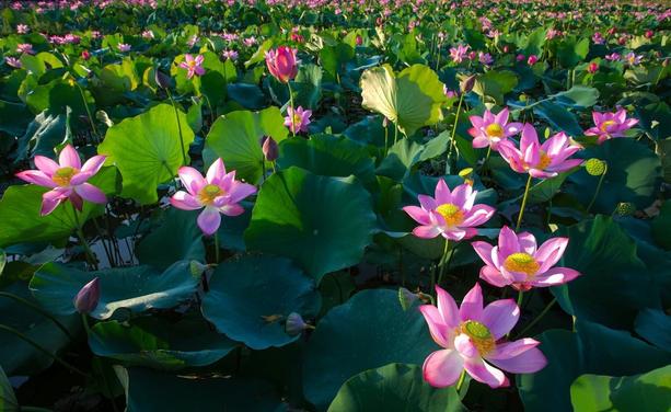 defenseless lillypads, stem flowers.
