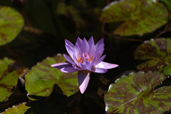 defenseless lillypads, stem flowers.