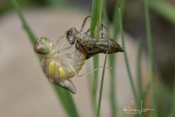 Das Foto zeigt eine gerade schlüpfende Libelle an einem Binsenhalm. Der Hinterleib steckt zum Teil noch in der Larvenhülle .
