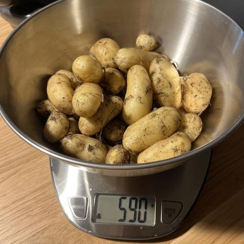 Nyskördad färskpotatis odlad i säck