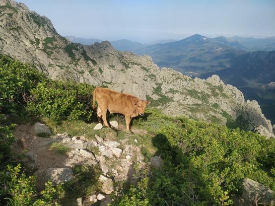 Photo d'une veau dans une montagne avec des montagnes derrière