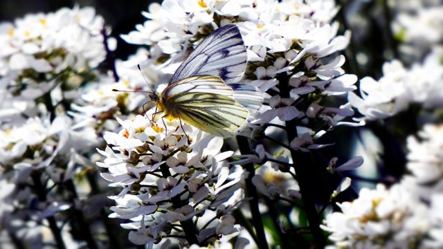 Ein weißer Schmetterling mit schwarzen Streifen und Mustern sitzt auf einer weißen länglichen Blume
A white butterfly with black stripes and patterns sits on a white elongated flower