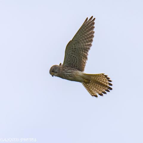 A Kestrel soaring gracefully through a clear blue sky, wings outstretched against the backdrop of fluffy white clouds.