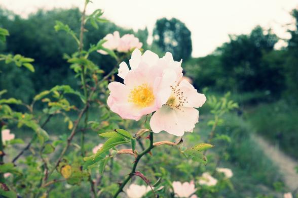 Close-up of delicate pale pink wild roses with yellow centers blooming on a bush, set against a blurred background of green foliage and a dirt path, creating a soft and natural garden scene.