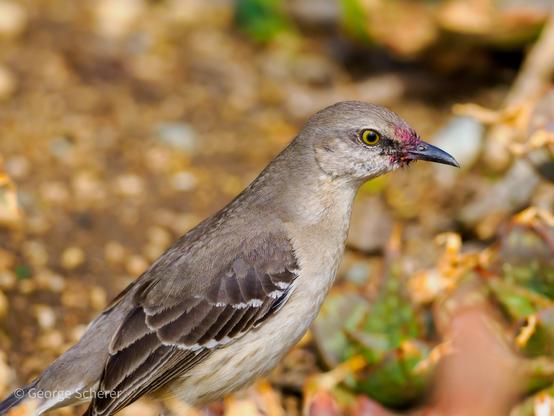 Close up of a Northern Mockingbird, in profile, facing to the right, against out of focus brown and tan leaf litter.  The feathers around the bird's beak are stained red.