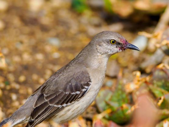 Close up of a Northern Mockingbird, in profile, facing to the right, against out of focus brown and tan leaf litter.  The feathers around the bird's beak are stained red.