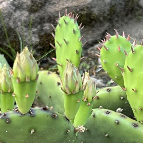 Close-up of a green cactus with several buds and spines, set against a rocky background.