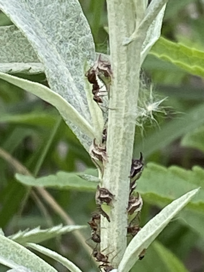 This is a close up of a stem in silver green.  Several smol angular beasts hold tight. The ants are moving around.