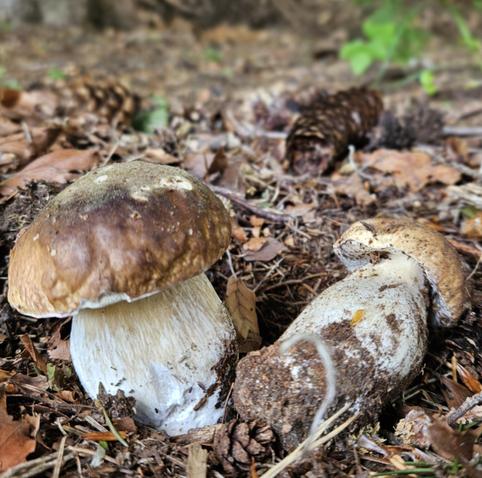 Porcini edulis di fine maggio 2025