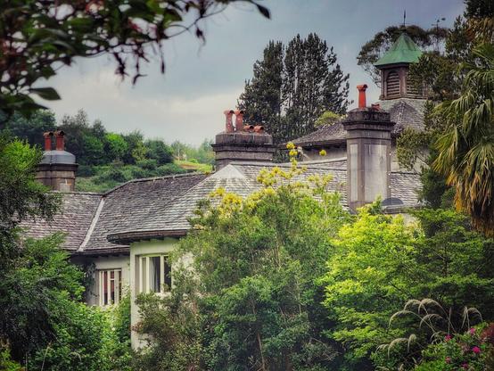 A grand, old house with a grey slate roof and multiple red-brick chimneys, partially obscured by lush green trees and vibrant yellow flowering bushes. The house has white walls and visible windows, hinting at a stately presence. In the background, darker green trees rise against an overcast sky.