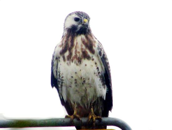 Ein Mäusebussard sitzt auf einer Metallstange und späht nach Beute
A buzzard perches on a metal pole, scanning the area for prey.