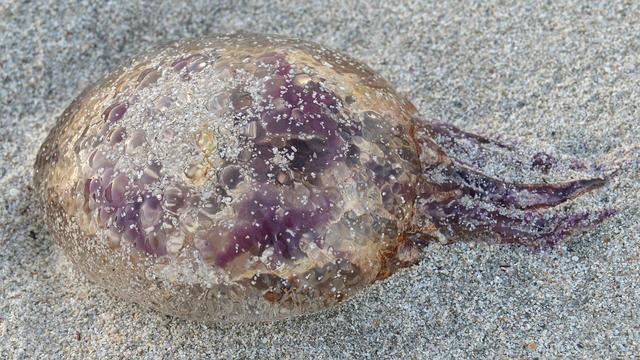A photo of a mauve stinger washed up on the sand.