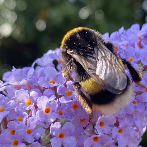 Eine große, flauschige Hummel sitzt auf einer Blüte.