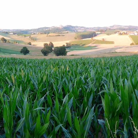 Panorama del Monferrato con il mais in primo piano